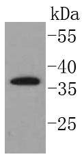 SCF Rabbit mAb