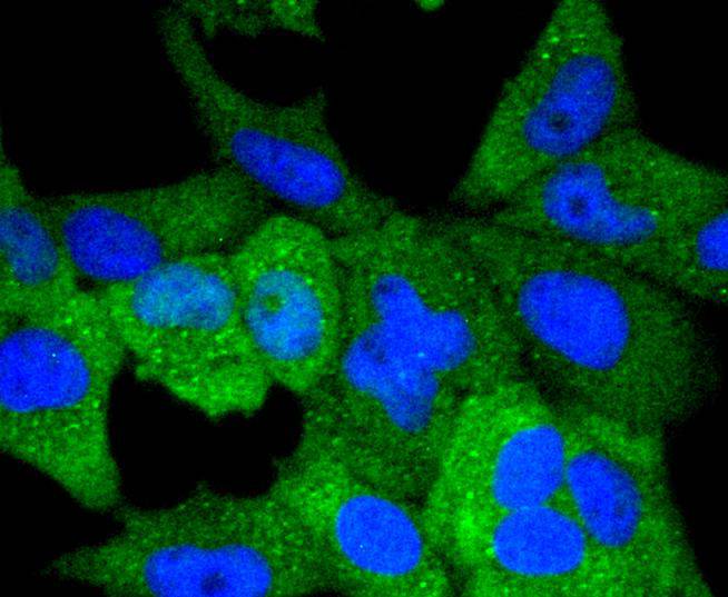 VAV2 Rabbit mAb