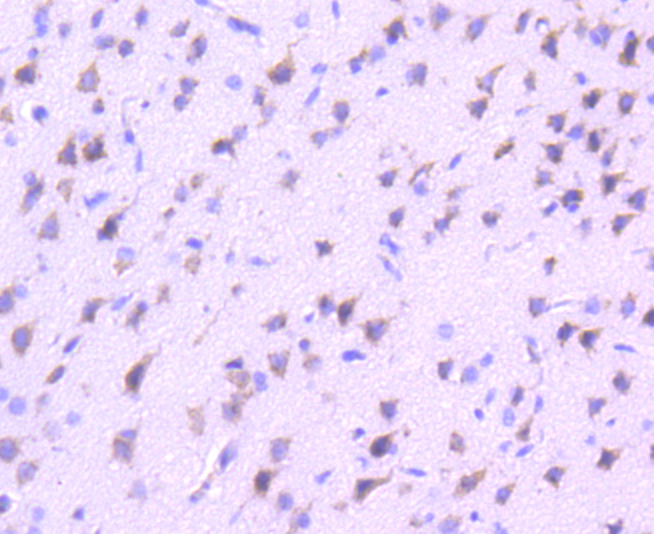 VAV2 Rabbit mAb