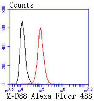 MyD88 Rabbit mAb