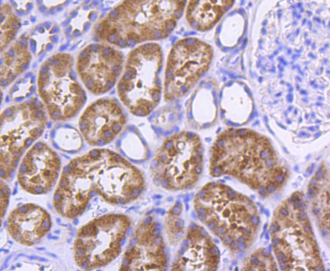 MyD88 Rabbit mAb