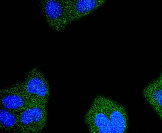 RPS20 Rabbit mAb