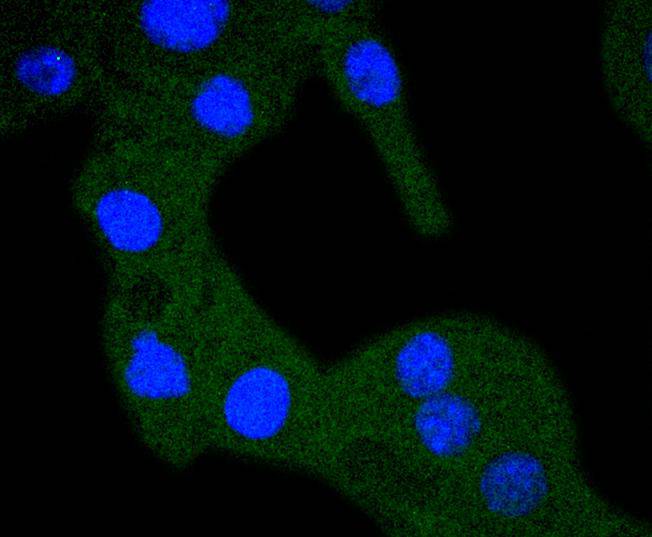 RPS20 Rabbit mAb