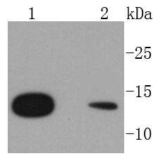 RPS20 Rabbit mAb