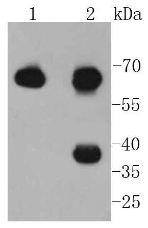 PKR Rabbit mAb