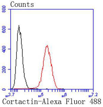 Cortactin Rabbit mAb