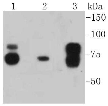 Cortactin Rabbit mAb