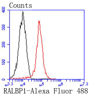 RALBP1 Rabbit mAb