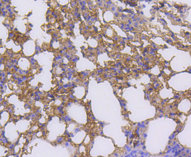 RALBP1 Rabbit mAb