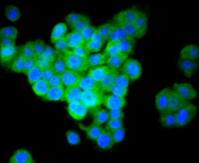 IRF7 Rabbit mAb