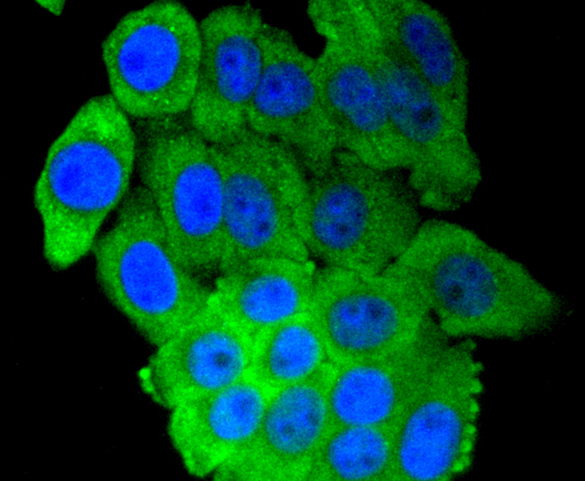 IRF7 Rabbit mAb