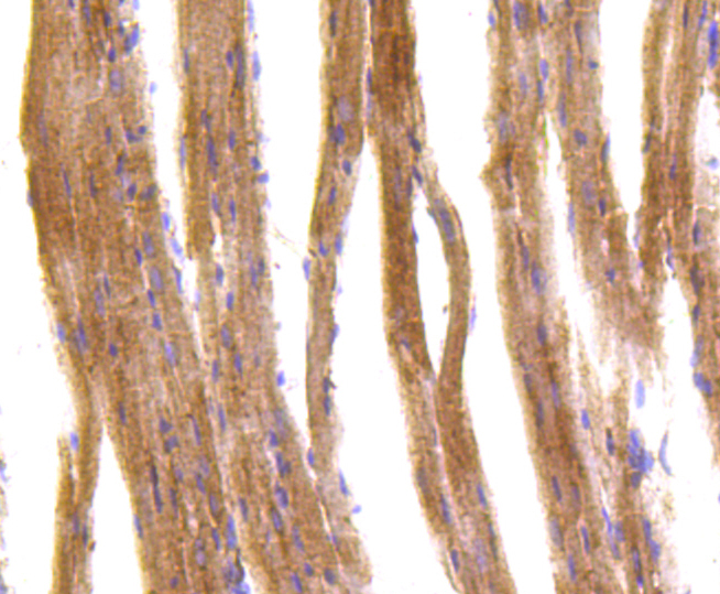 IRF7 Rabbit mAb