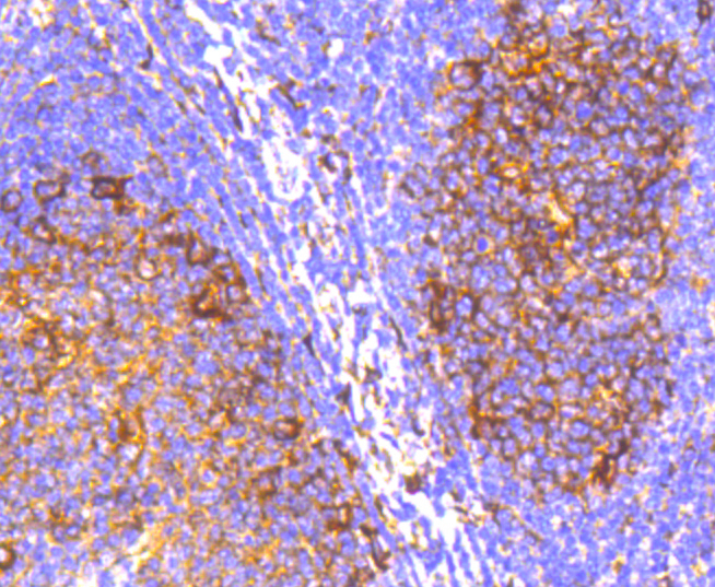 IRF7 Rabbit mAb