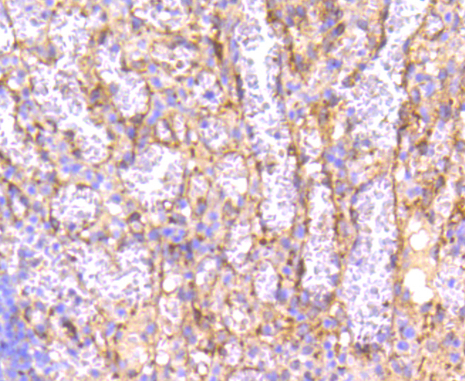 IRF7 Rabbit mAb