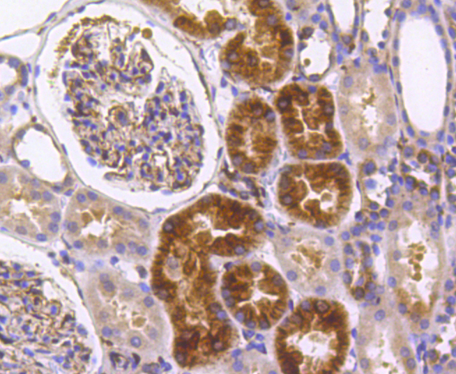 IRF7 Rabbit mAb