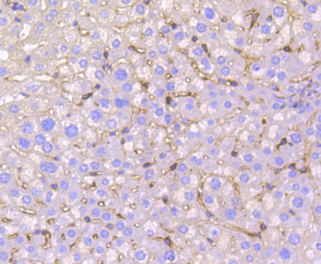 IRF7 Rabbit mAb