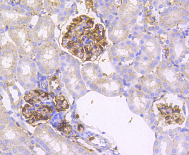 IRF7 Rabbit mAb