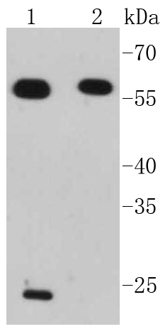 IRF7 Rabbit mAb