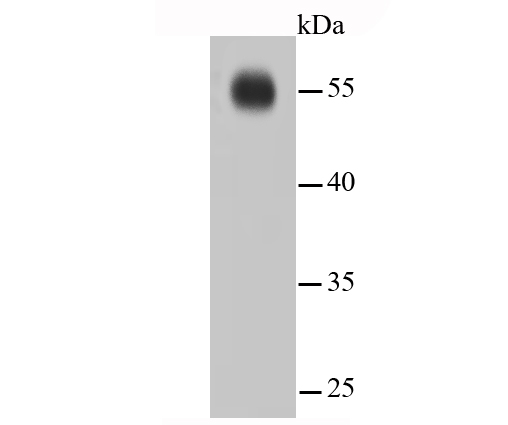 IRF7 Rabbit mAb