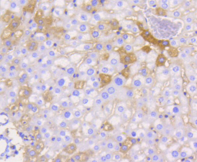 Junctional Adhesion Molecule 1 Rabbit mAb