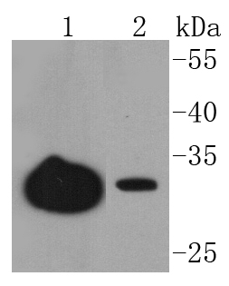 Junctional Adhesion Molecule 1 Rabbit mAb