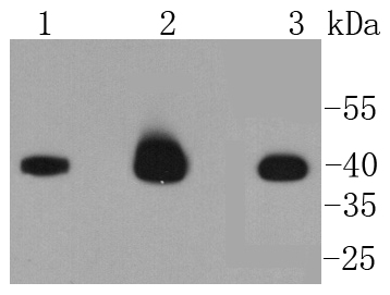 Caspase-9 Rabbit mAb