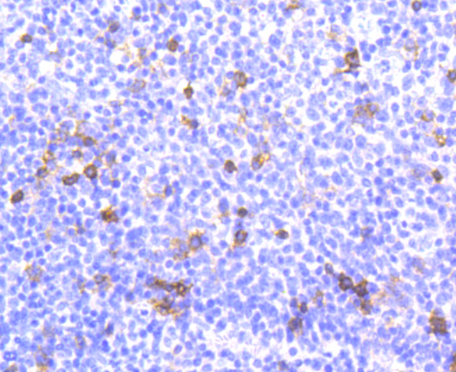 Integrin alpha E Rabbit mAb