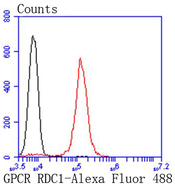 GPCR RDC1 Rabbit mAb