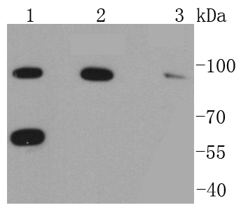 RAD18 Rabbit mAb