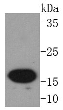 AGR2 Rabbit mAb