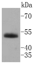 HNF-4-alpha Rabbit mAb