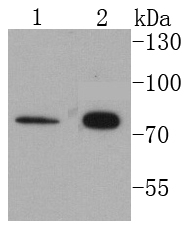 Cytokeratin 1 Rabbit mAb