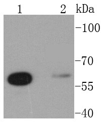 Glutaminase Rabbit mAb