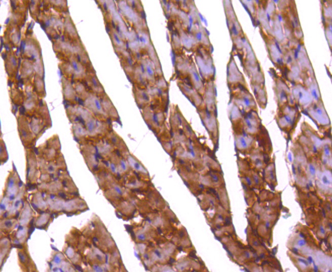 PP2A alpha + beta Rabbit mAb