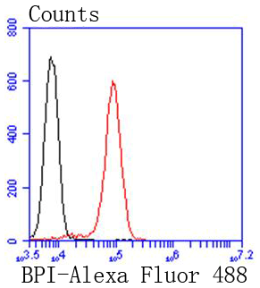 BPI Rabbit mAb