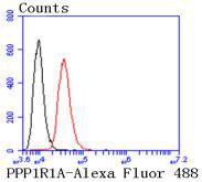 PPP1R1A Rabbit mAb