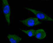 PPP1R1A Rabbit mAb