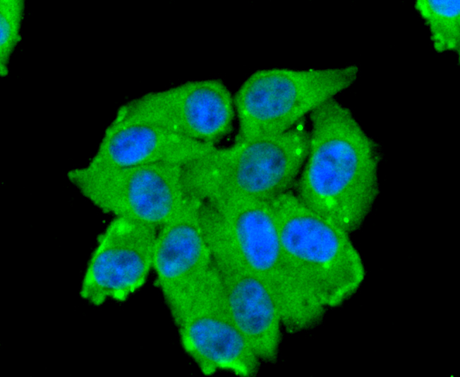 CD13 Rabbit mAb