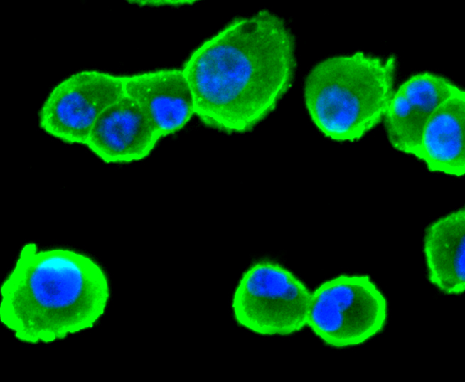 CD13 Rabbit mAb