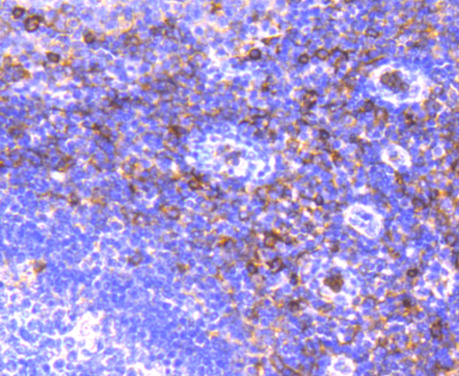 CD13 Rabbit mAb