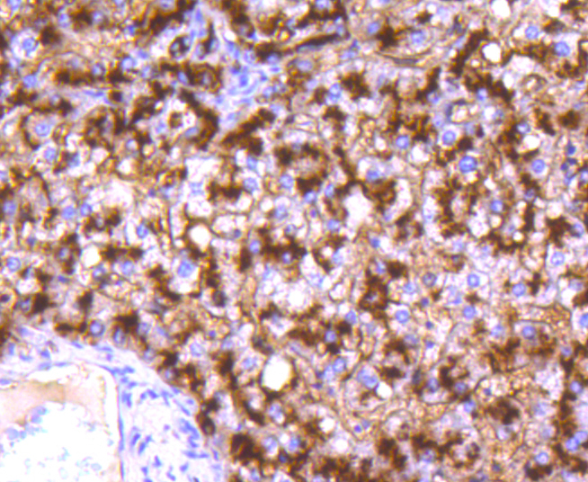 CD13 Rabbit mAb