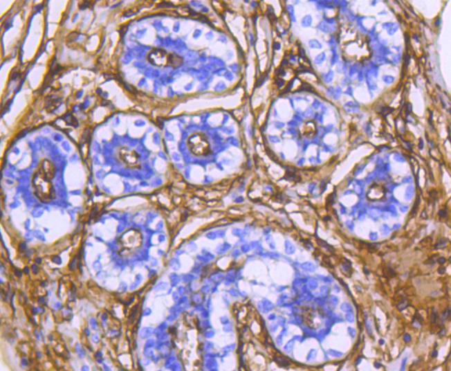 CD13 Rabbit mAb