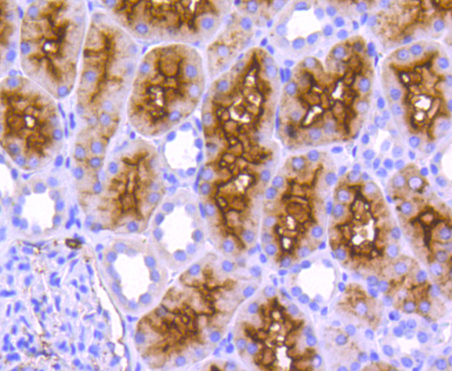 CD13 Rabbit mAb