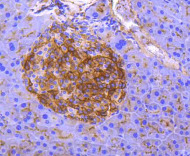 CD13 Rabbit mAb