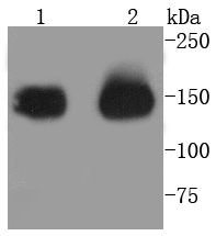 CD13 Rabbit mAb