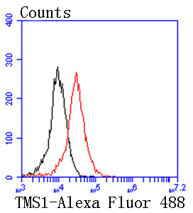 TMS1 Rabbit mAb