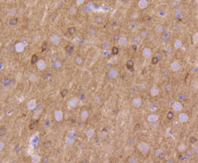 Kv1.1 potassium channel Rabbit mAb