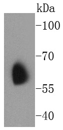 Kv1.1 potassium channel Rabbit mAb