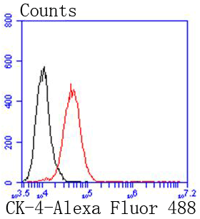 Cytokeratin 4 Rabbit mAb