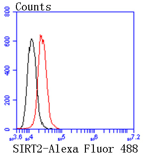 SIRT2 Rabbit mAb